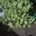 想卖新鲜的榨菜