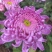 菊花小苗穴盘苗庭院菊花品种繁多基地批发包对版