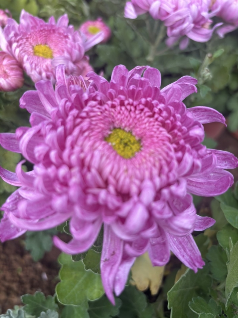 菊花小苗穴盘苗庭院菊花品种繁多基地批发包对版
