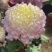 菊花小苗穴盘苗庭院菊花品种繁多基地批发包对版