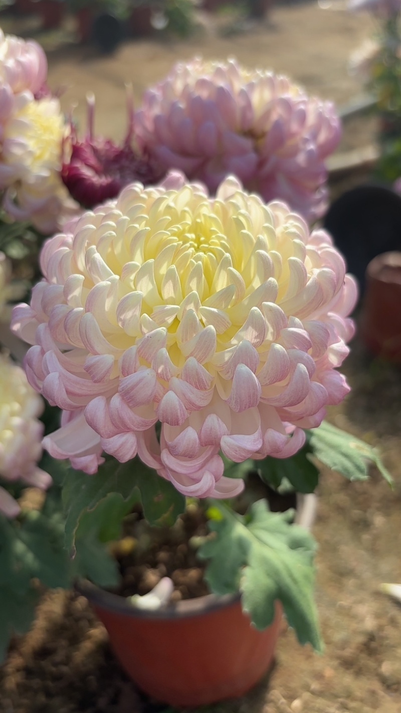 菊花小苗穴盘苗庭院菊花品种繁多基地批发包对版