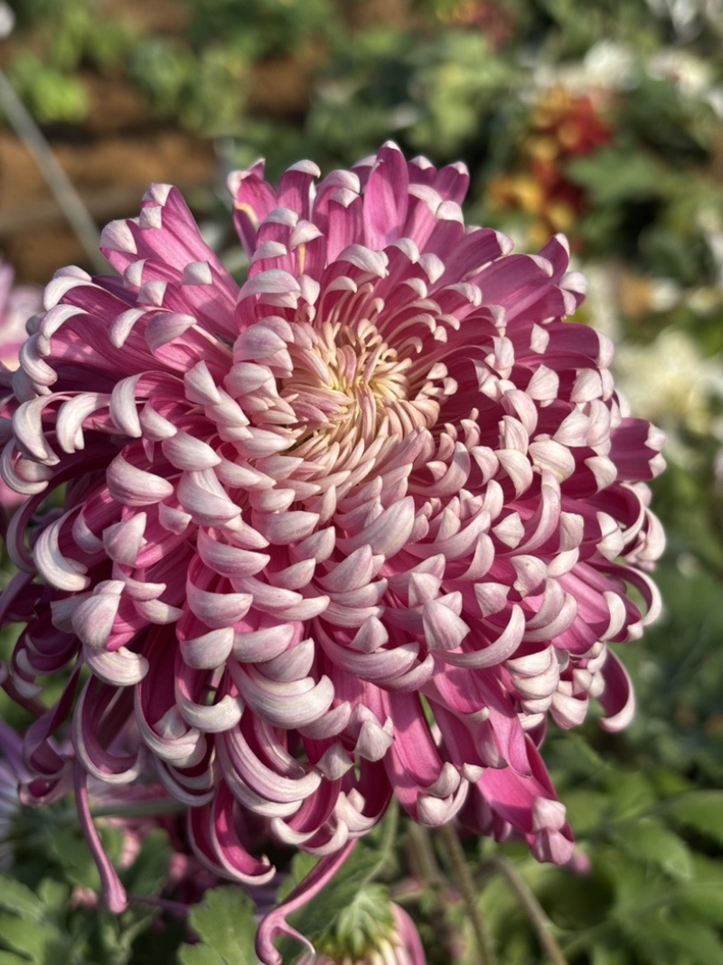 菊花小苗穴盘苗庭院菊花品种繁多基地批发包对版