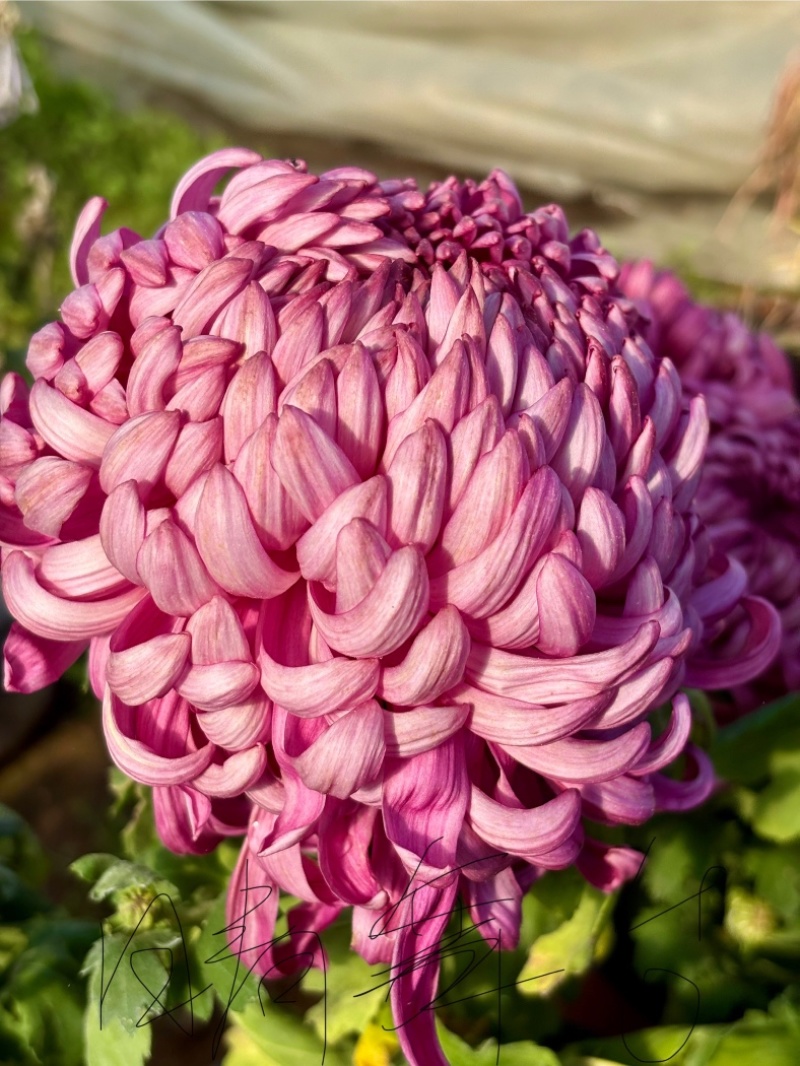 菊花小苗穴盘苗庭院菊花品种繁多基地批发包对版