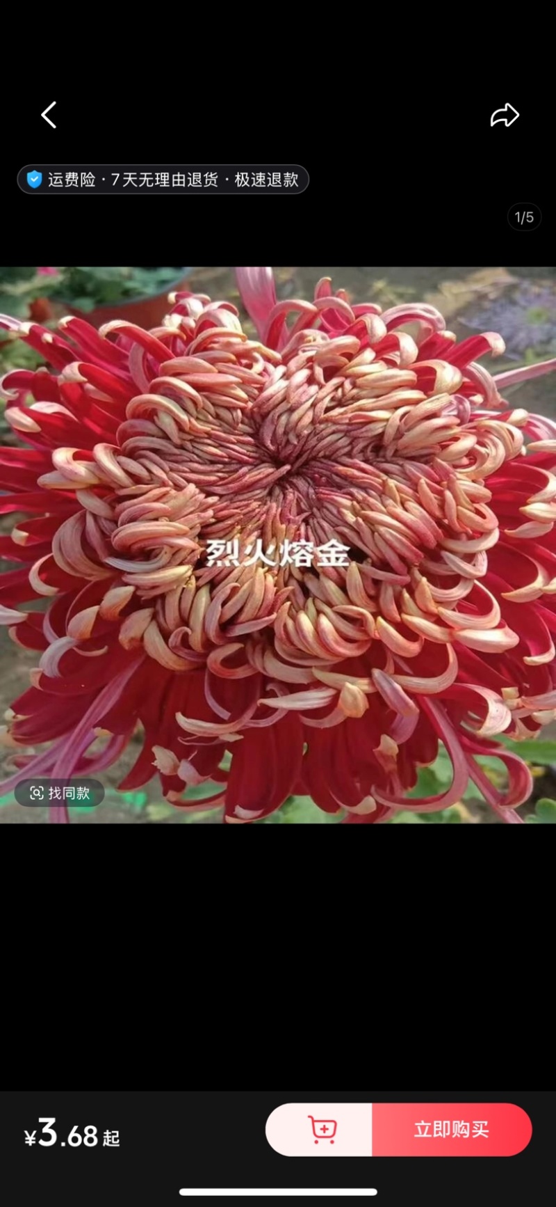 菊花小苗穴盘苗庭院菊花品种繁多基地批发包对版