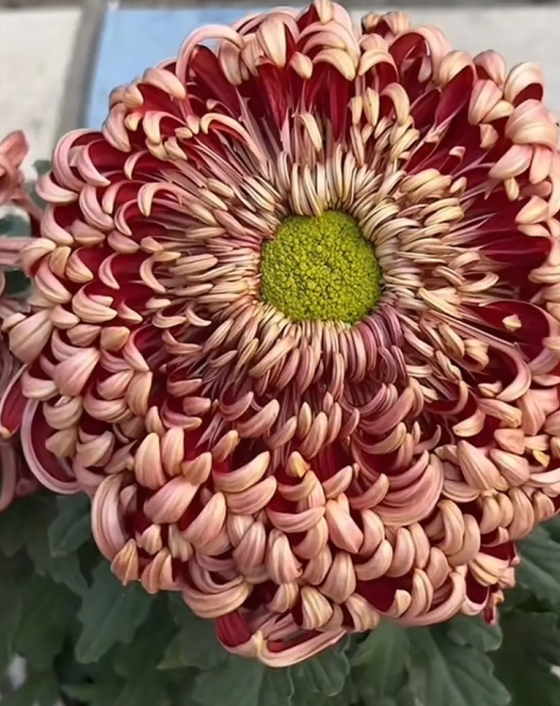 菊花小苗穴盘苗庭院菊花品种繁多基地批发包对版