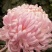 菊花小苗穴盘苗庭院菊花品种繁多基地批发包对版