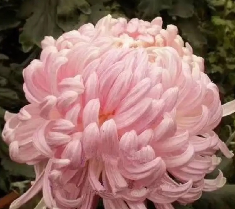 菊花小苗穴盘苗庭院菊花品种繁多基地批发包对版