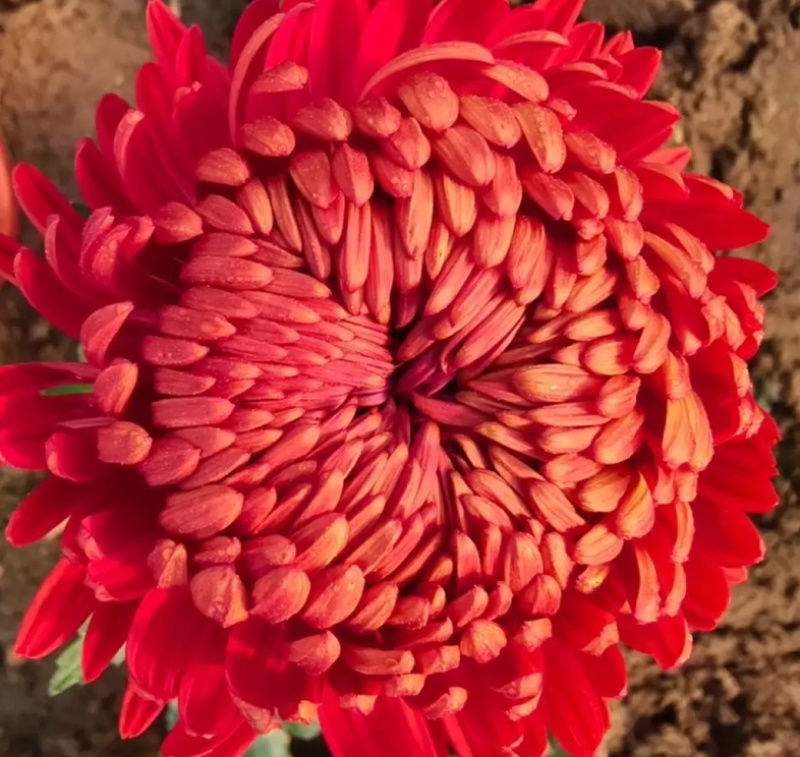 菊花小苗穴盘苗庭院菊花品种繁多基地批发包对版