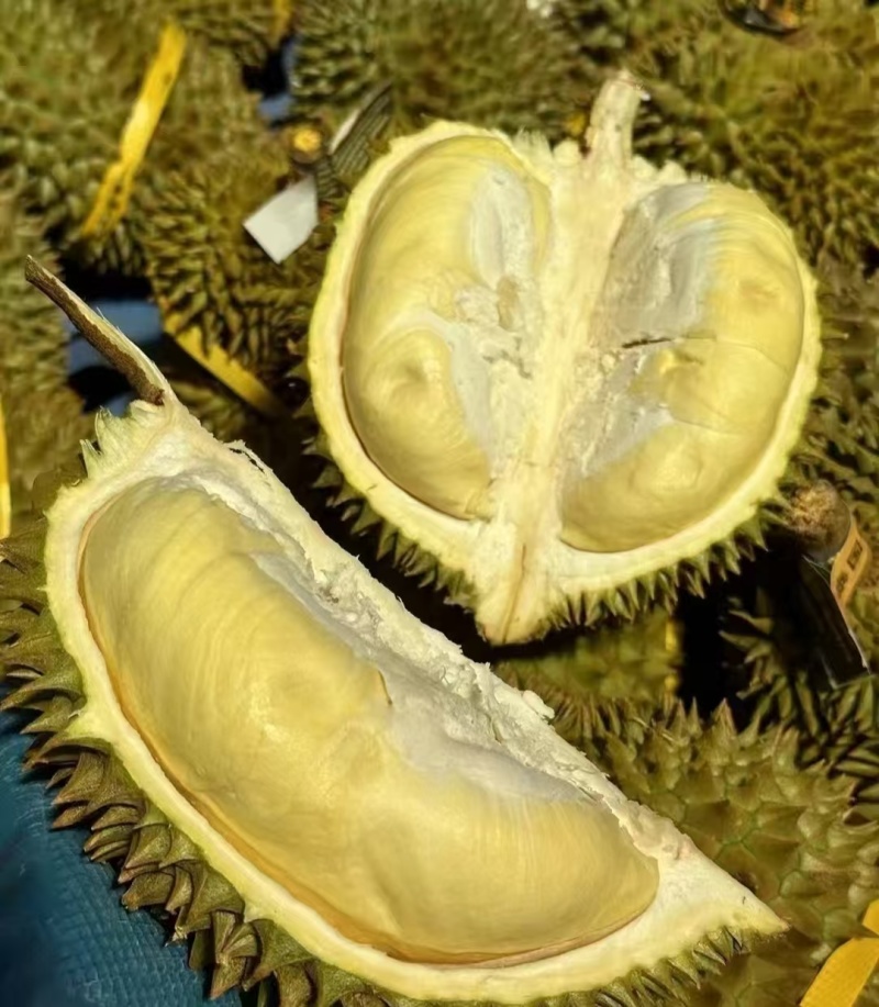 金枕榴莲一手货源，批发价格，坏果包赔