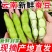 云南新鲜蚕豆市场电商都可以供货