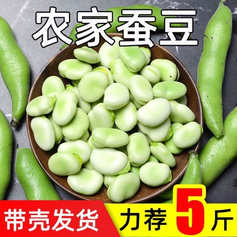 云南新鲜蚕豆市场电商都可以供货