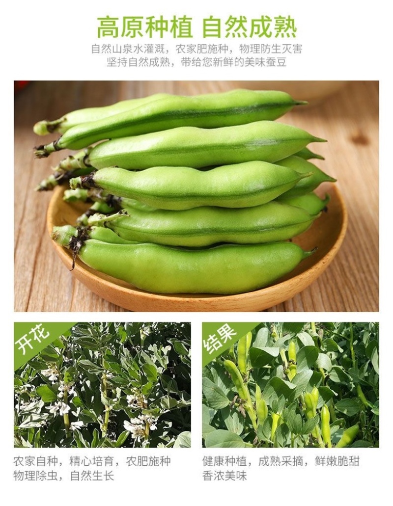 云南新鲜蚕豆市场电商都可以供货