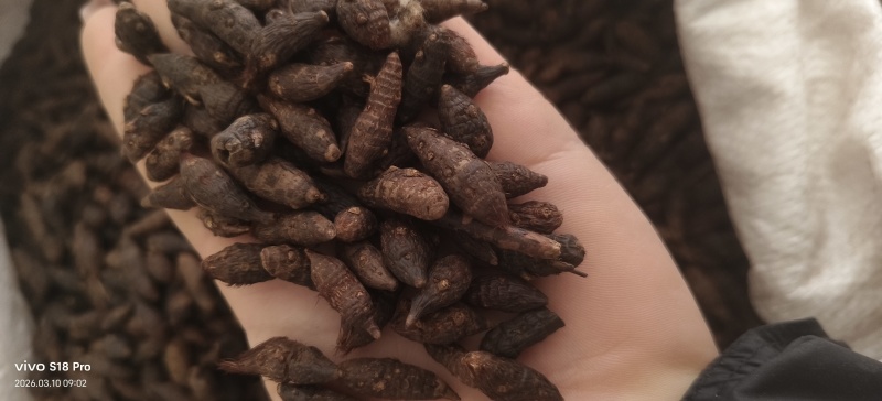 《醋香附》醋香附片干净无杂质过6号筛