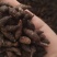 《醋香附》醋香附片干净无杂质过6号筛