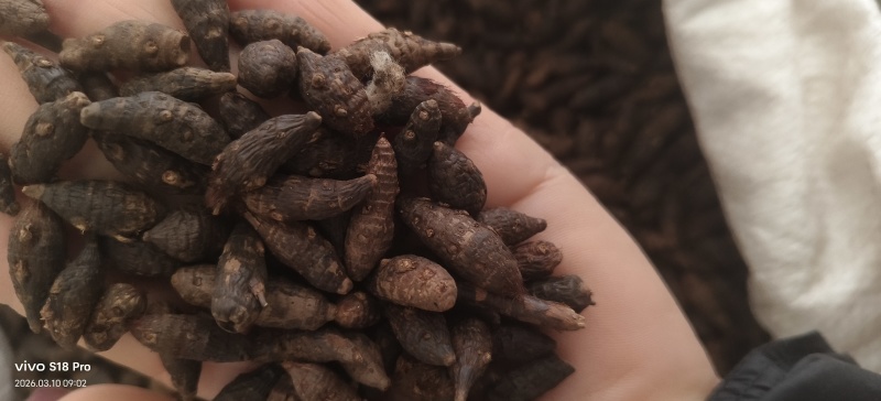 《醋香附》醋香附片干净无杂质过6号筛