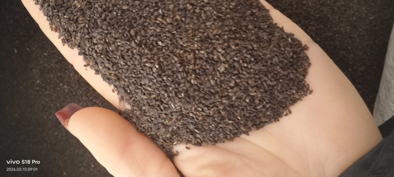 《车前子》正宗江西车前子含量高无硫磺过风车筛选