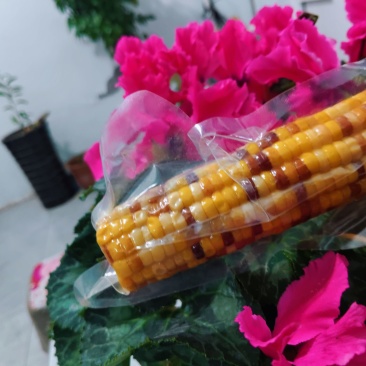 全品类鲜食玉米，厂家发货，自产自销，支持一件代发
