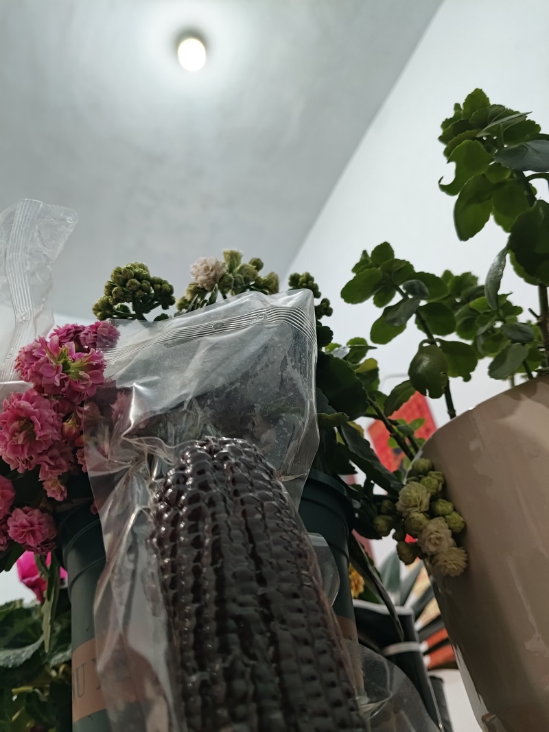 全品类鲜食玉米，厂家发货，自产自销，支持一件代发