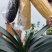 全品类鲜食玉米，厂家发货，自产自销，支持一件代发