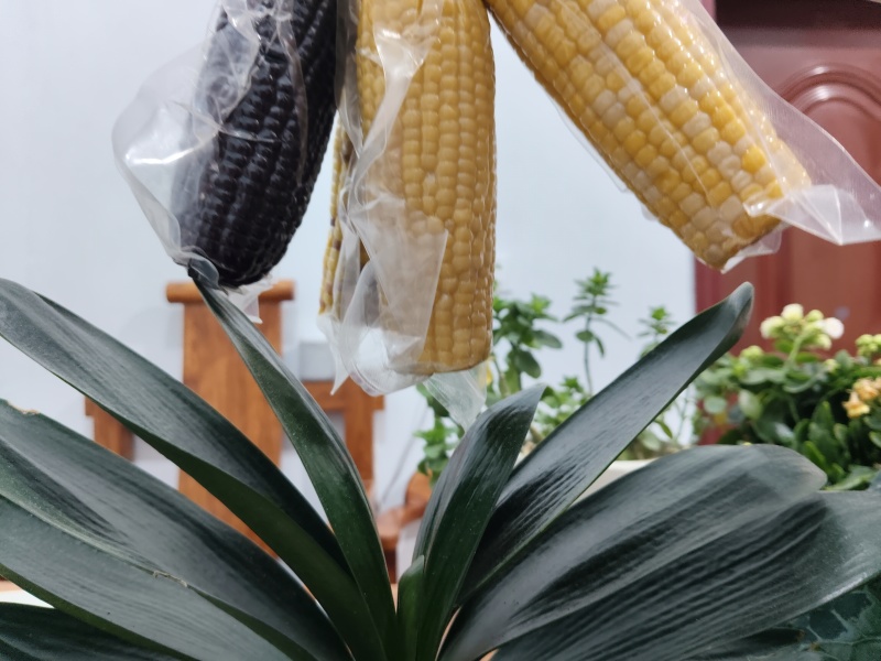 全品类鲜食玉米，厂家发货，自产自销，支持一件代发
