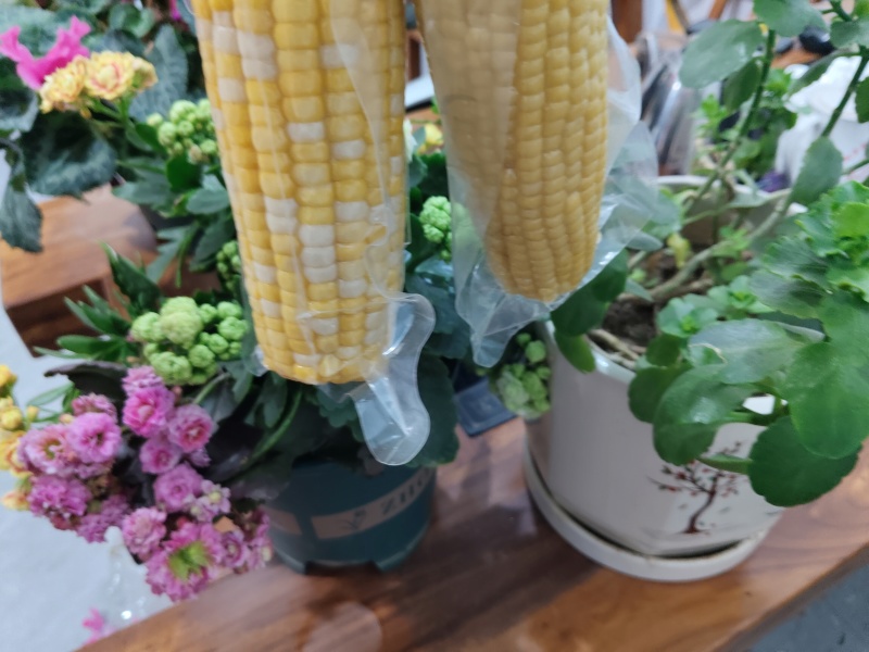 全品类鲜食玉米，厂家发货，自产自销，支持一件代发
