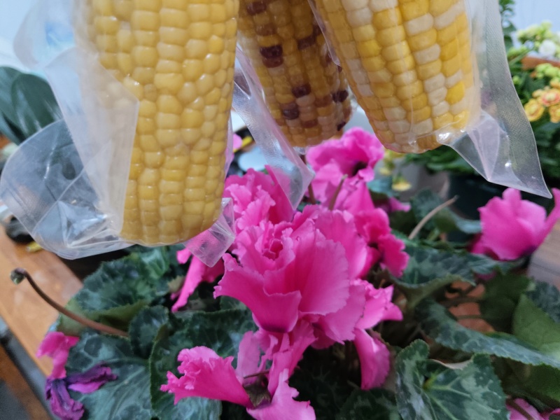 全品类鲜食玉米，厂家发货，自产自销，支持一件代发