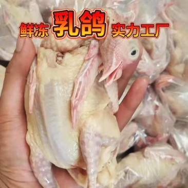 乳鸽批发鲜冻乳鸽餐饮卤货电商批发商**工厂直供