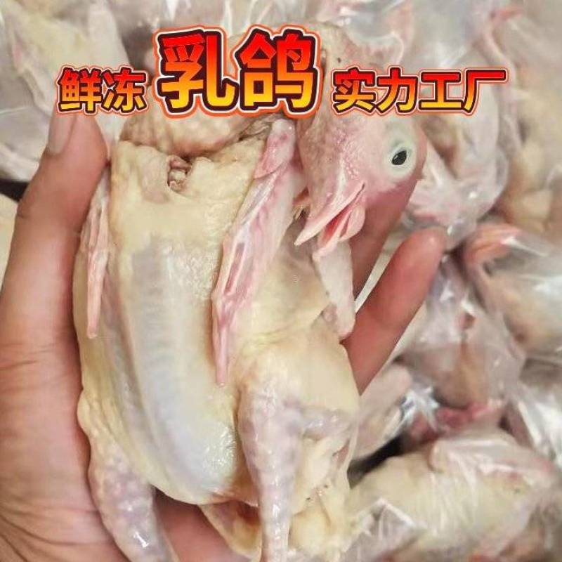 乳鸽批发鲜冻乳鸽餐饮卤货电商批发商**工厂直供