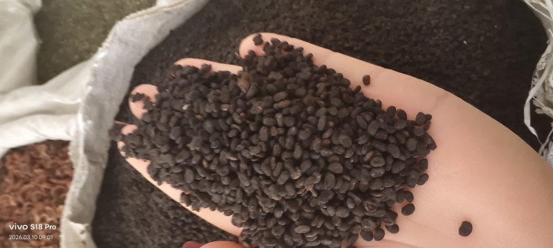 《补骨脂》黑骨脂颗粒饱满过筛色选机干净无杂质