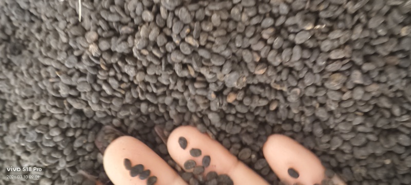 《补骨脂》黑骨脂颗粒饱满过筛色选机干净无杂质