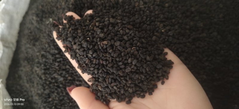 《补骨脂》黑骨脂颗粒饱满过筛色选机干净无杂质