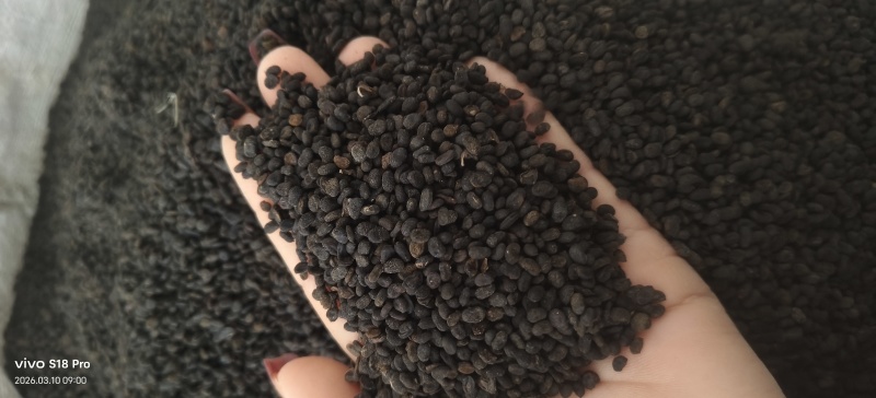 《补骨脂》黑骨脂颗粒饱满过筛色选机干净无杂质