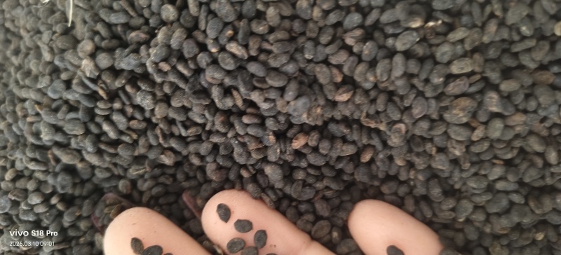 《补骨脂》黑骨脂颗粒饱满过筛色选机干净无杂质