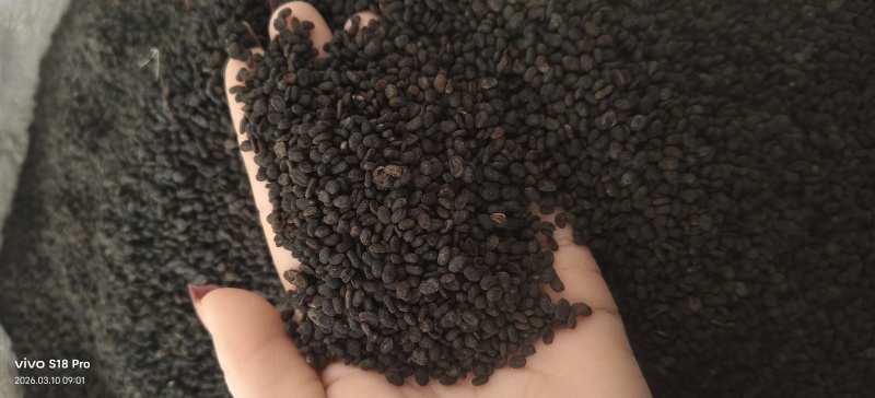 《补骨脂》黑骨脂颗粒饱满过筛色选机干净无杂质