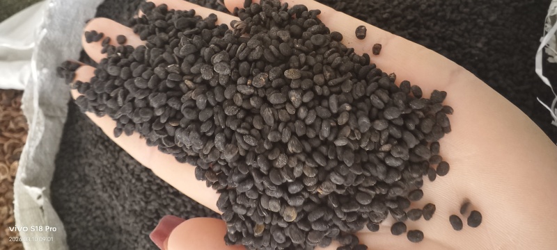《补骨脂》黑骨脂颗粒饱满过筛色选机干净无杂质