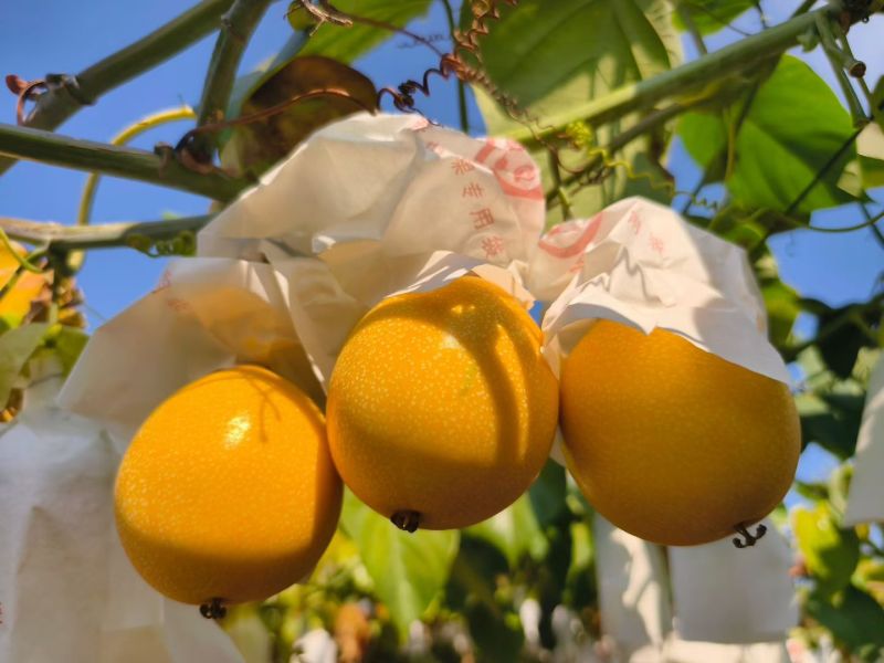 西双版纳哥伦比亚热情果