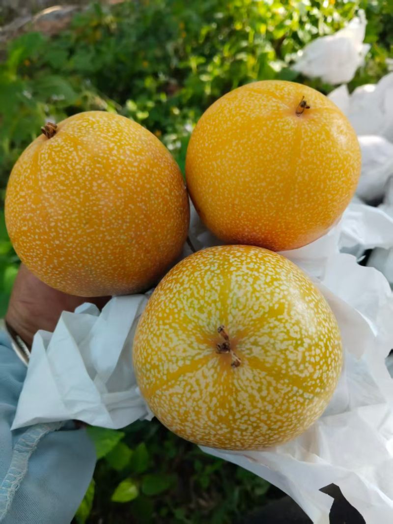 西双版纳哥伦比亚热情果
