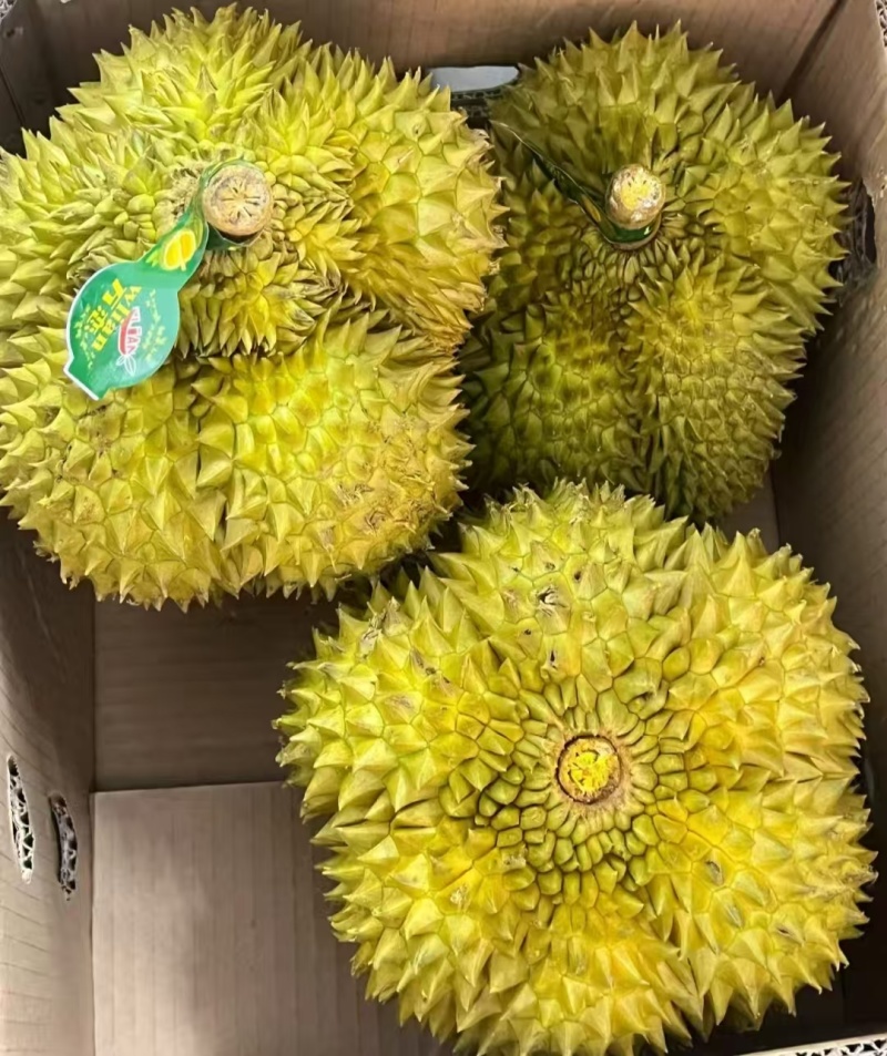 金枕榴莲一手货源，批发价格，坏果包赔