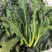 皱叶凤尾苔开始发货