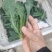 皱叶凤尾苔开始发货