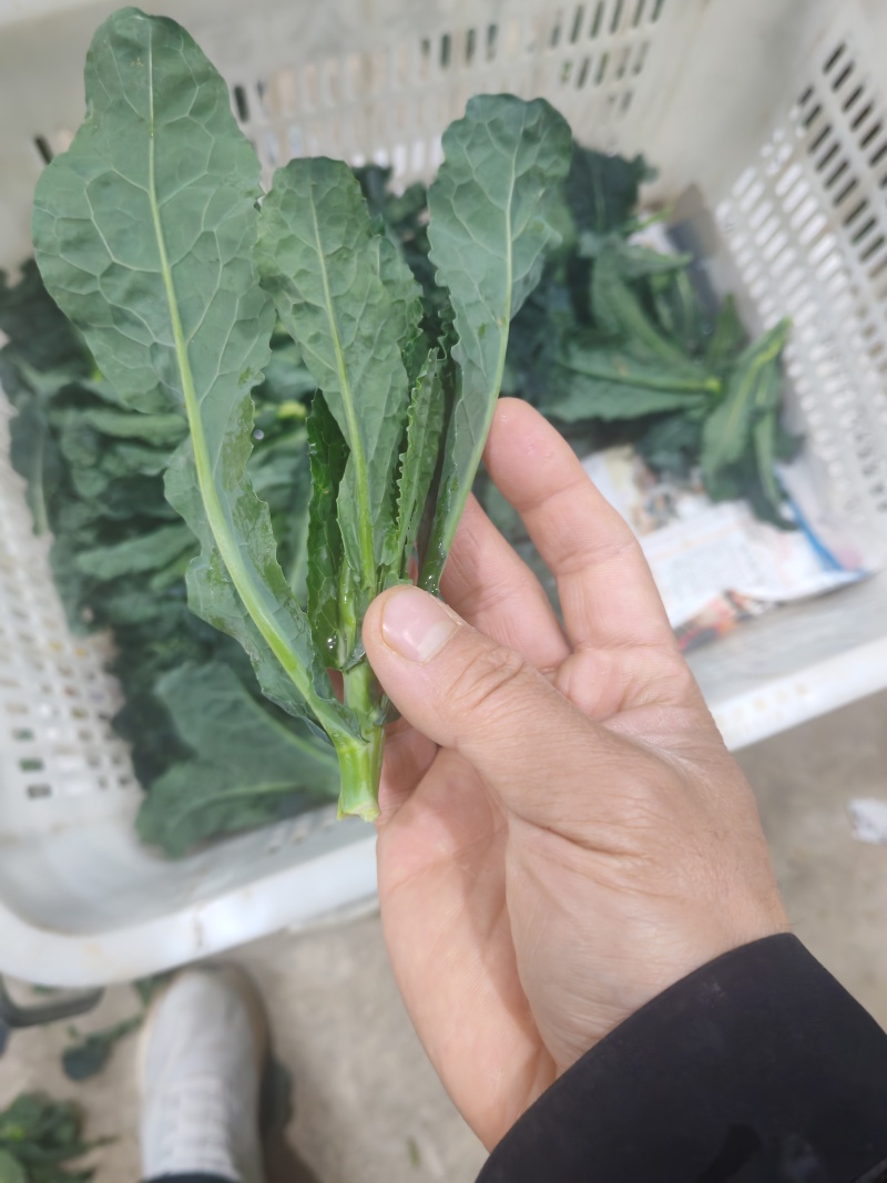 皱叶凤尾苔开始发货