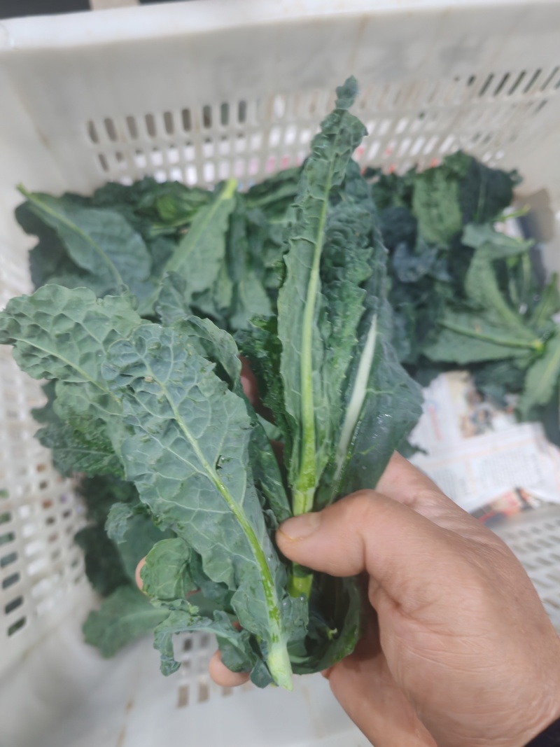皱叶凤尾苔开始发货