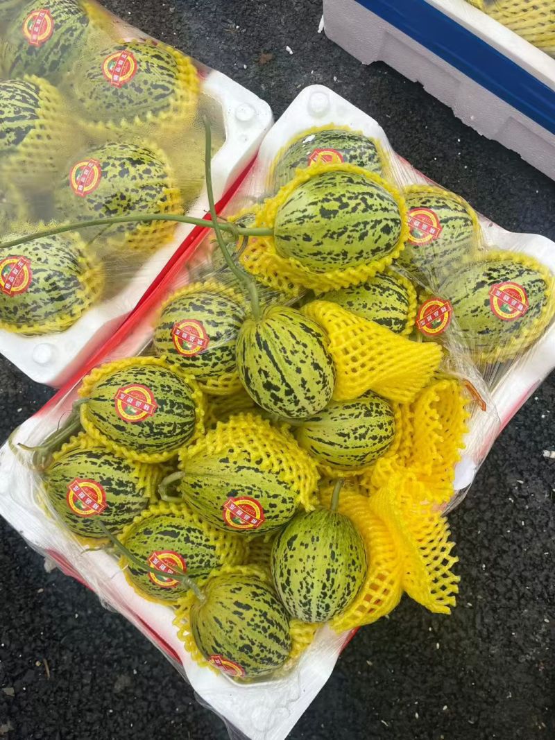 花美人，花蕾甜瓜，实力代收产地直销代发全国