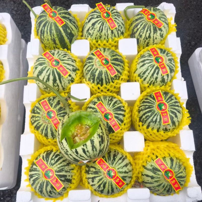 花美人，花蕾甜瓜，实力代收产地直销代发全国