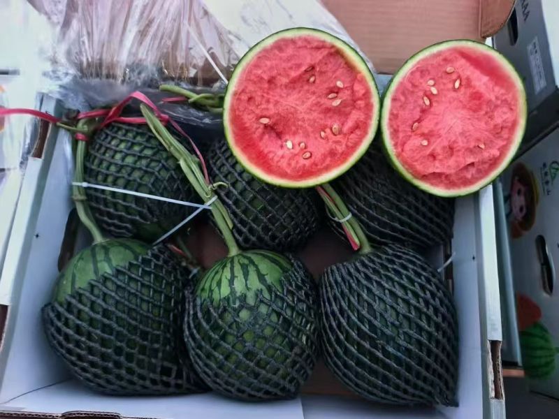 礼品西瓜，2K小西瓜，小糖丸西瓜，手撕小西瓜，产地直供
