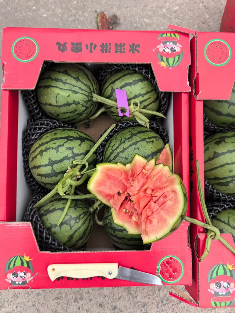 礼品西瓜，2K小西瓜，小糖丸西瓜，手撕小西瓜，产地直供