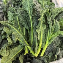 皱叶凤尾苔开始发货