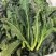 皱叶凤尾苔开始发货