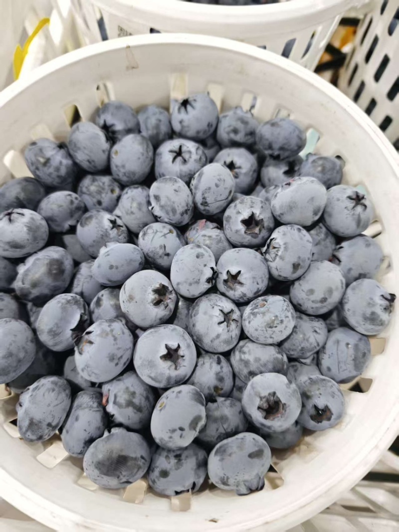 云南玉溪精品蓝莓/建水蓝莓/蒙自蓝莓大量现货