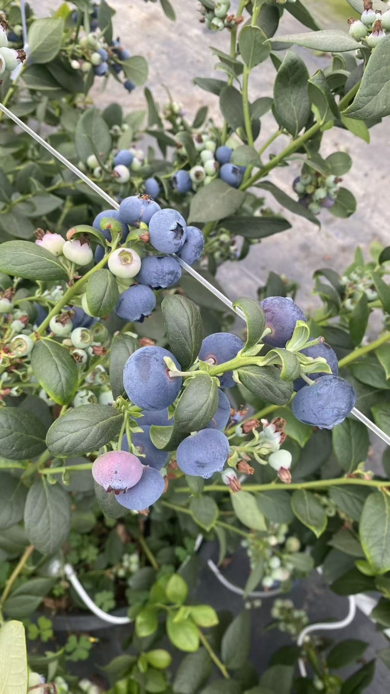 云南玉溪精品蓝莓/建水蓝莓/蒙自蓝莓大量现货